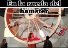 En la rueda del hámster